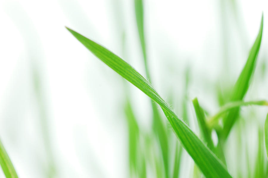 Spring grass Photograph by Itographer