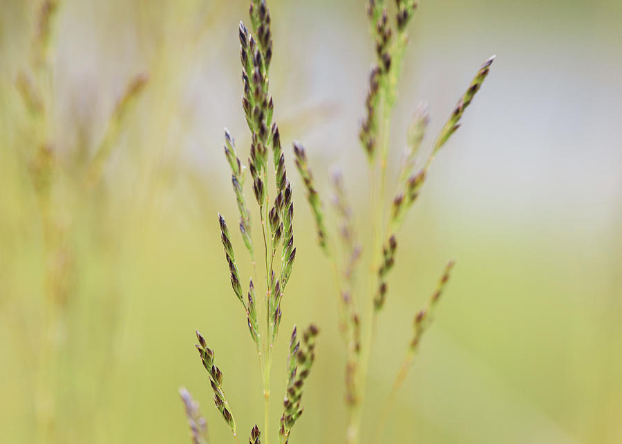 Spring Grasses Photograph by Amelia Pearn