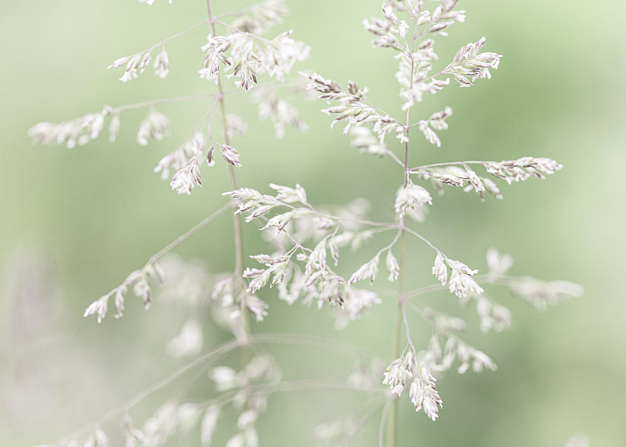 Spring Grasses Light Green Photograph by Amelia Pearn