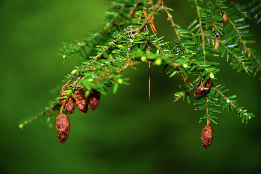 Spring Green and Pine Cones Photograph by Raymond Salani III