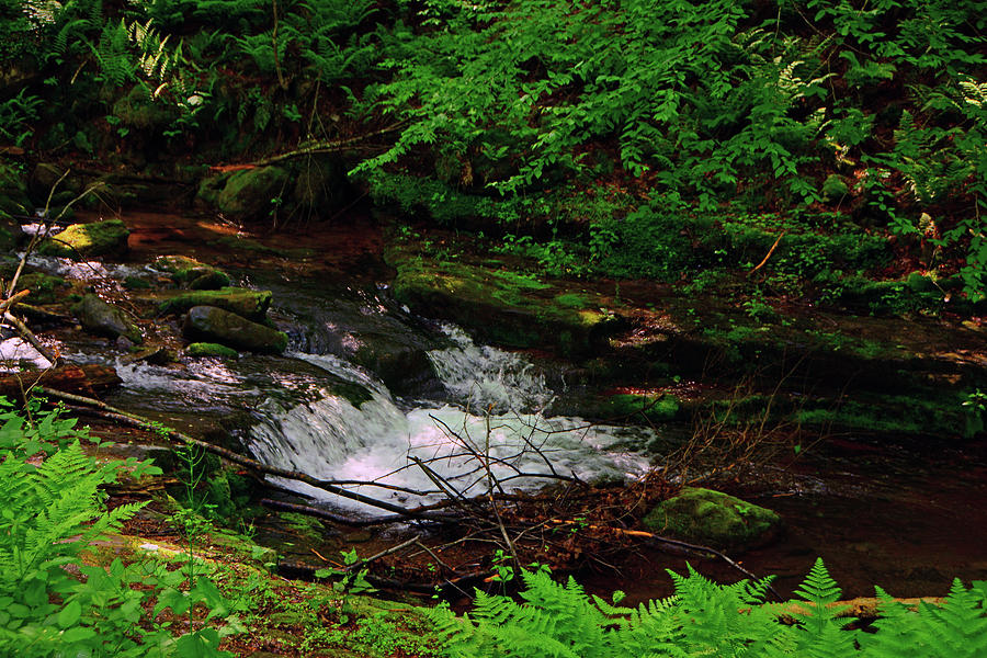 Spring Green Ferns With Dunnfield Creek Photograph by Raymond Salani III