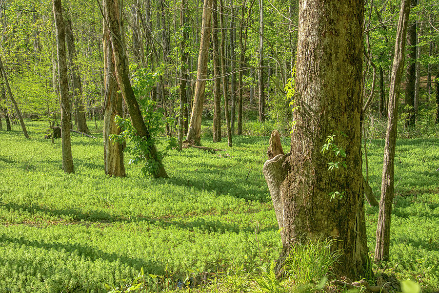 Spring Green in a Carolina Forest Photograph by Bob Decker