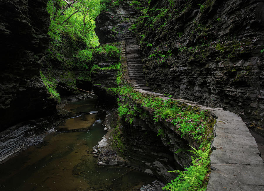 Spring Green In Watkins Glen State Park Photograph by Dan Sproul