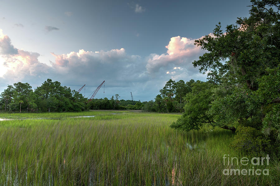 Spring Green Marsh Grass Photograph by Dale Powell