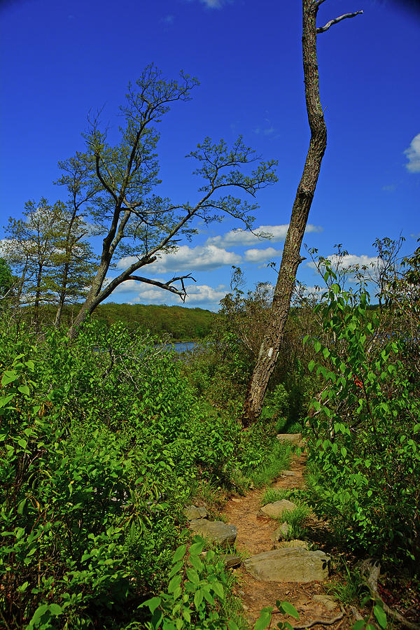 Spring Green NJ Appalachian Trail 2 Photograph by Raymond Salani III
