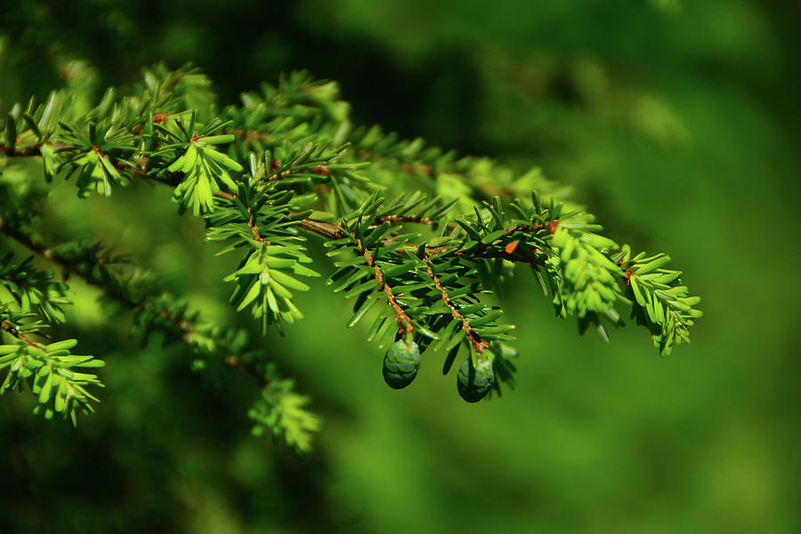 Spring Green Pine Cones Photograph by Raymond Salani III