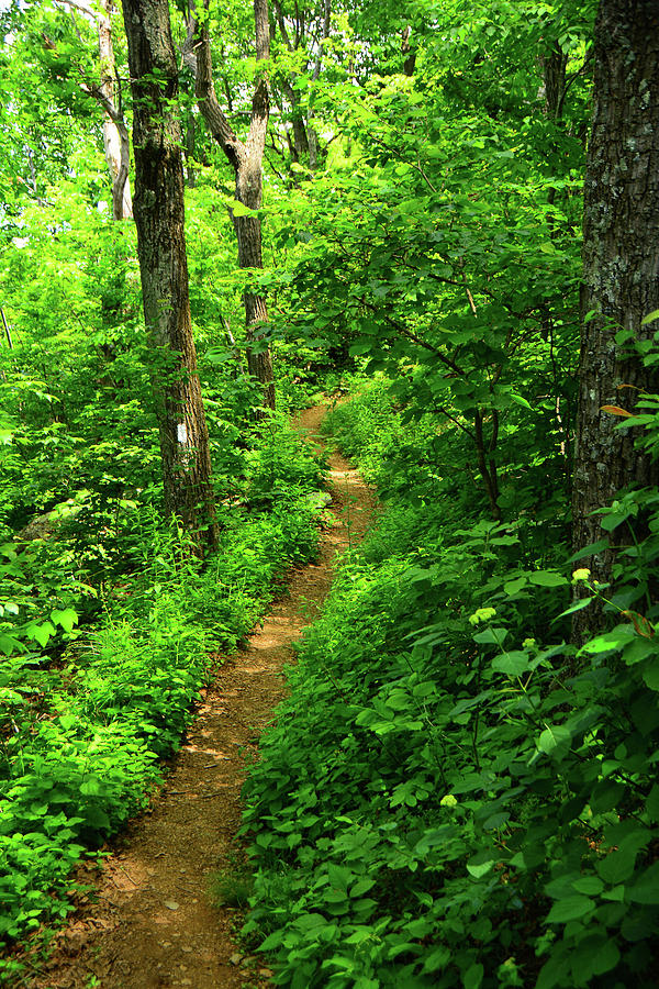 Spring Green Vertical in South District Shenandoah National Park Photograph by Raymond Salani III