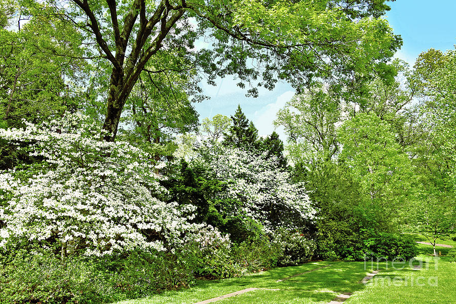 Spring Greens and White Dogwood Blooms Photograph by Regina Geoghan