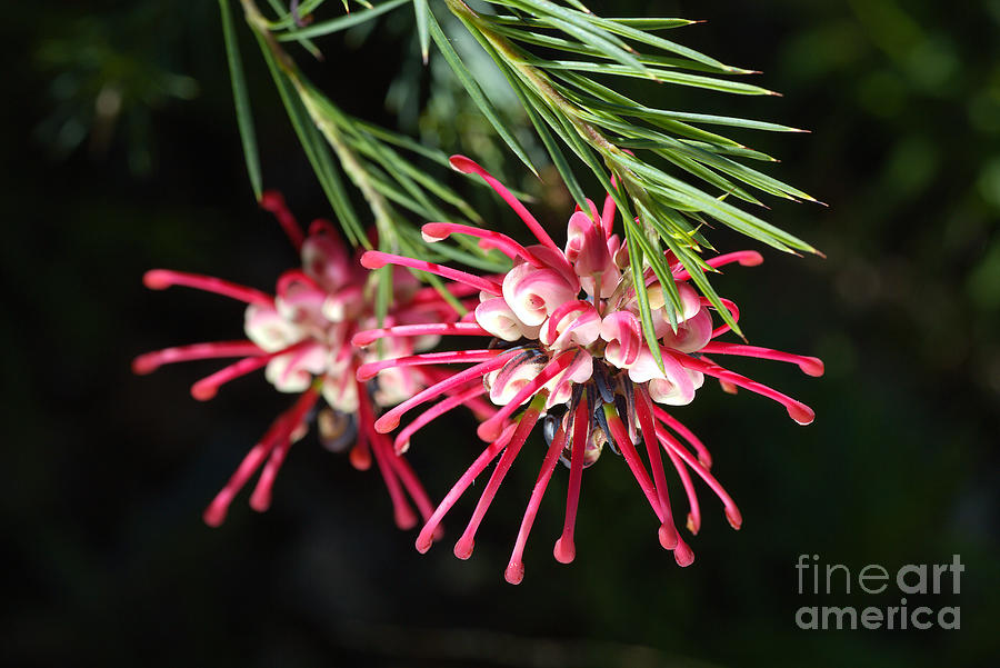 Spring Grevillea Of Australia Photograph by Joy Watson