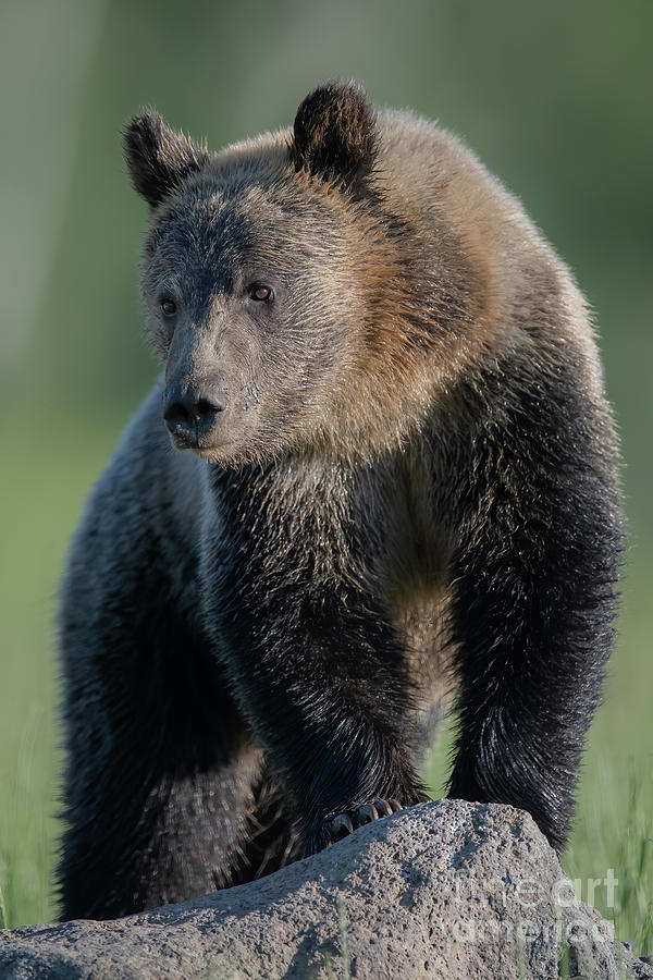 Spring Grizzly Photograph by Brad Schwarm