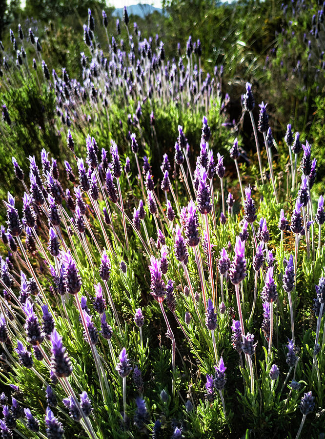 Spring growing wild lavender, lavandula stoechas, in Malaga Province, Andalucia, Spain Photograph by Panoramic Images