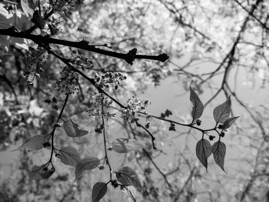 Spring Hackberry in Black and White Photograph by W Craig Photography