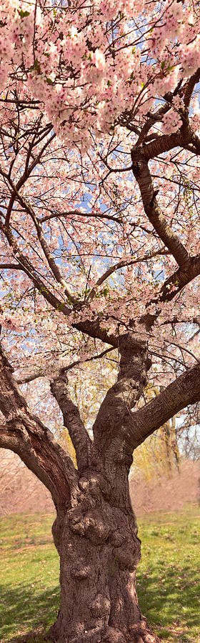 Spring - Hanami Hues Photograph by Mike Savad