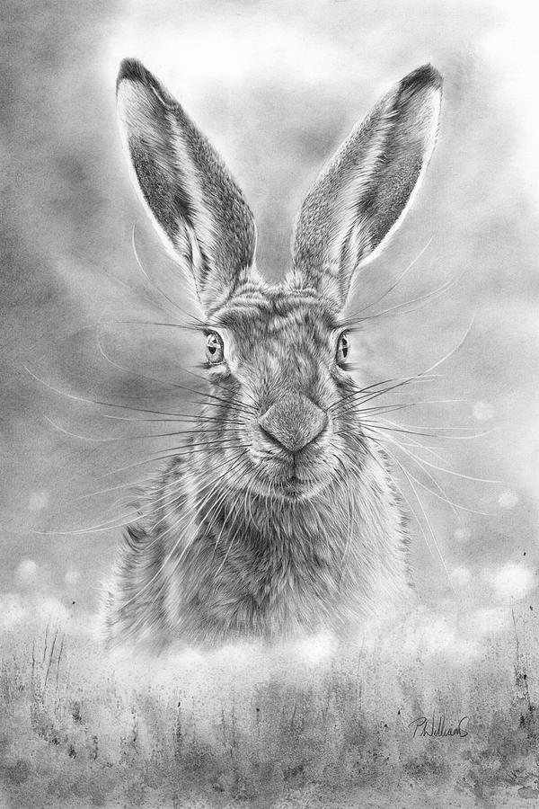 Spring Hare Drawing by Peter Williams