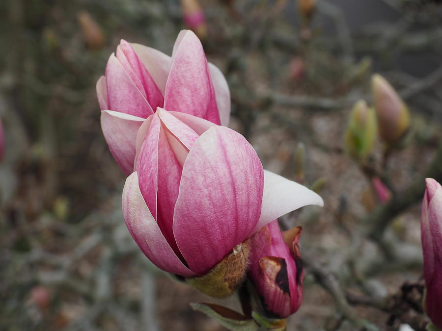 spring-has-arrived-photograph-by-curtis-boggs-fine-art-america