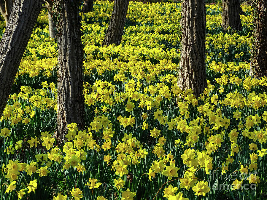 Spring Has Sprung - Brewster in Bloom Photograph by Dianne Cowen Cape Cod Photography