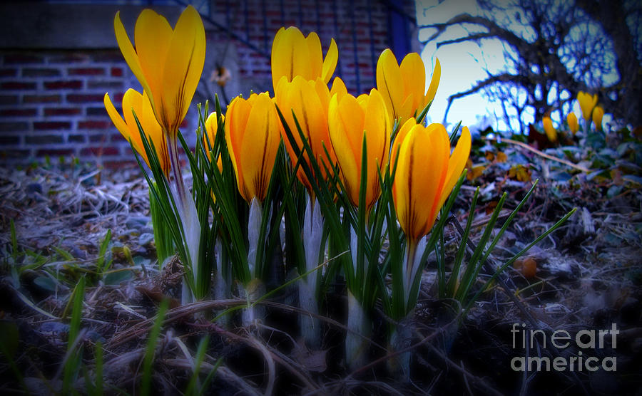 Nature Photograph - Spring Has Sprung by Frank J Casella