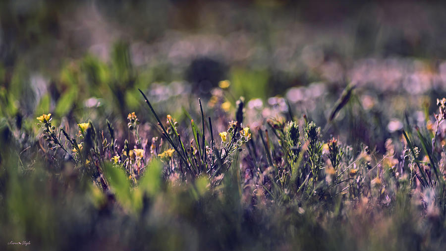 Spring Has Sprung Photograph by Karen Slagle