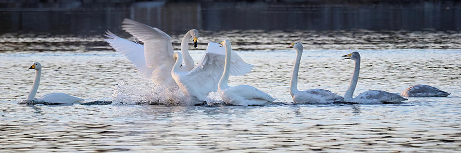Spring heat. Whooper swan Photograph by Jouko Lehto