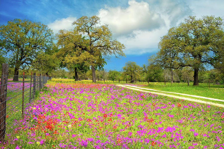 Spring Photograph - Spring Heaven in Texas by Lynn Bauer