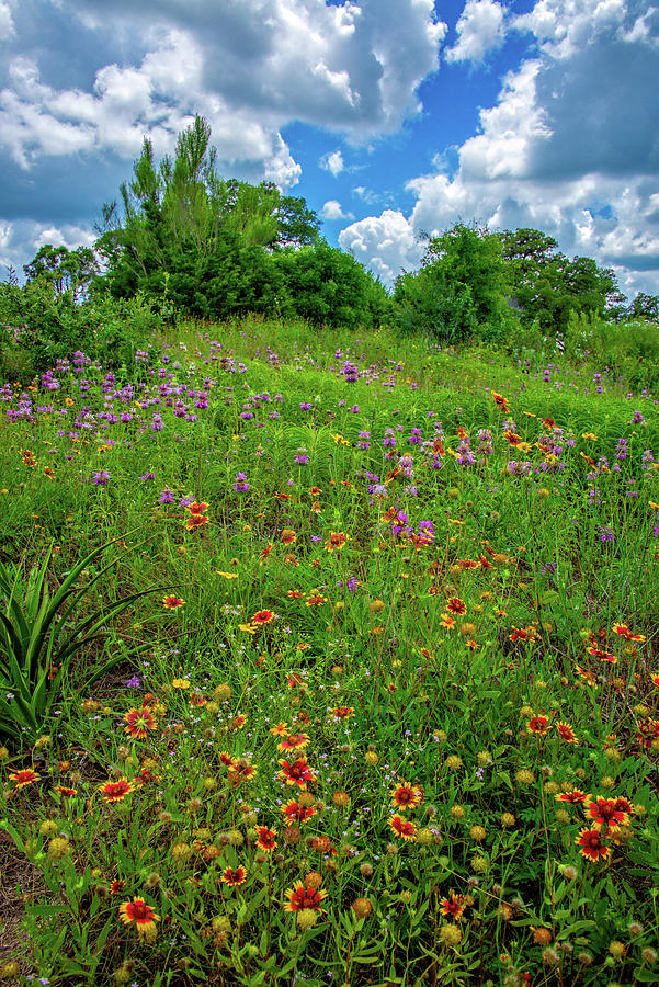 Spring High in the Hill Country Photograph by Lynn Bauer