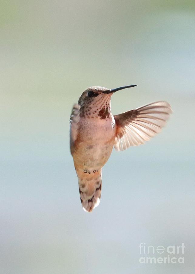 Spring Hug Hummingbird  Photograph by Carol Groenen