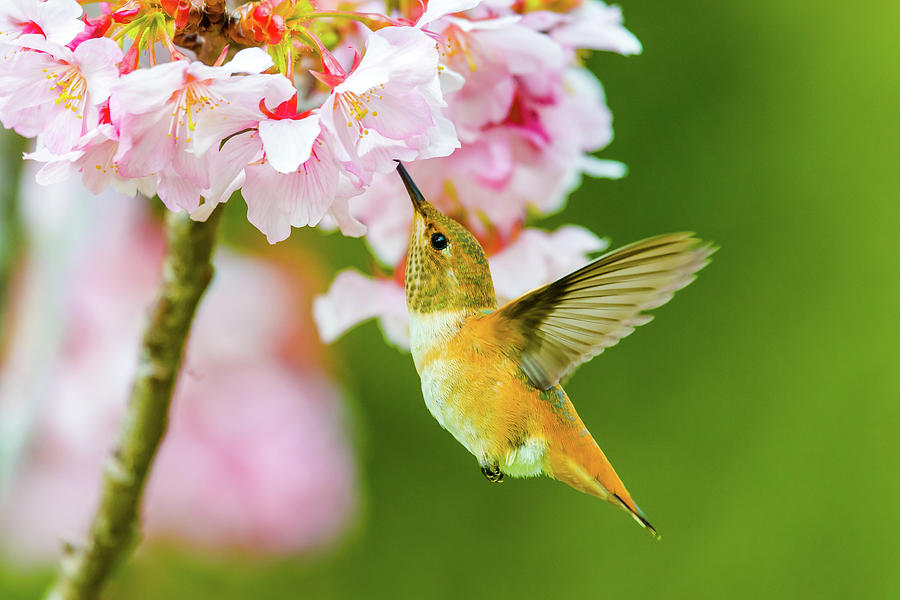 Spring Hummingbird 2 Photograph