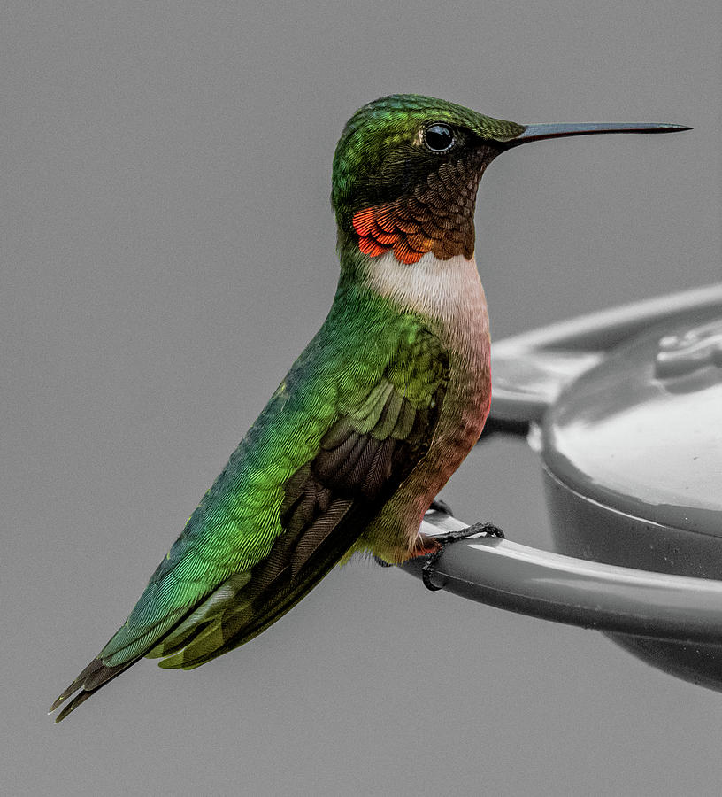 Spring Hummingbird Photograph by Brian Shoemaker