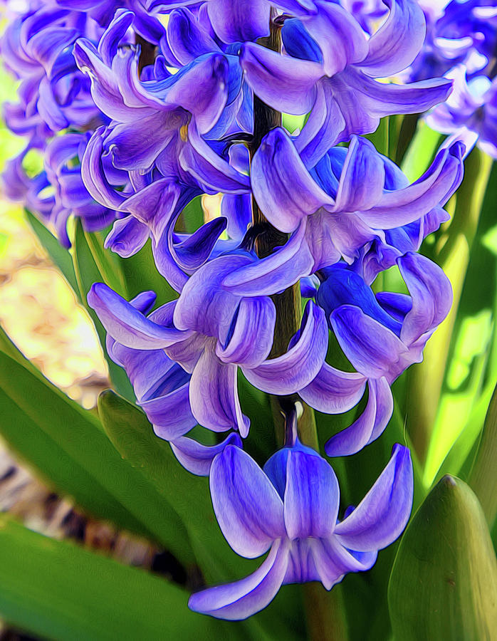 Spring Hyacinth Stylized Photograph