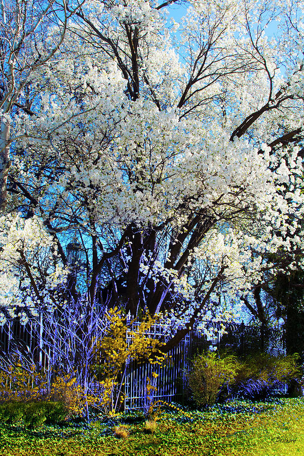 Spring in Bloom Digital Art by Kathy Besthorn