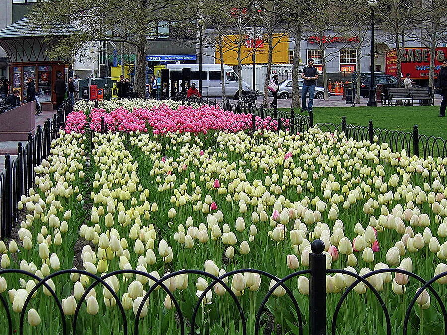 Tulip Photograph - Spring in Boston by Lyuba Filatova