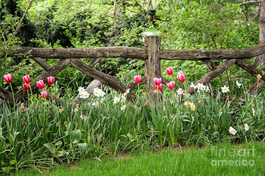 Spring Photograph - Spring in Central Park by Debra Kaye McKrill