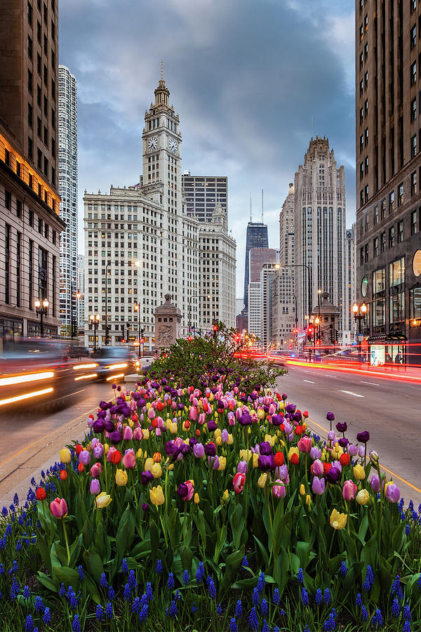 Spring In Chicago Photograph