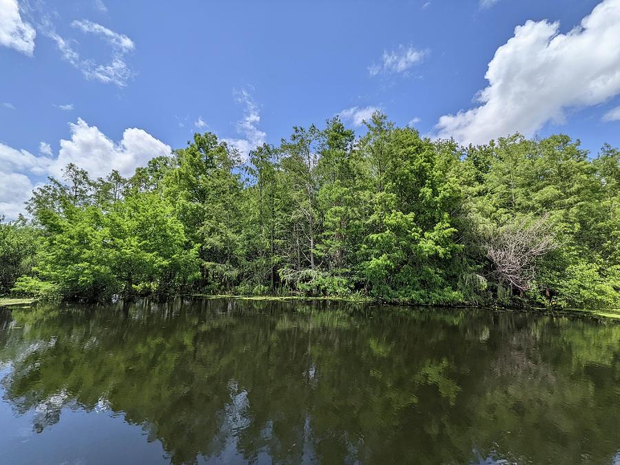 Spring in Florida wetlands Photograph by David McKinney Spring in Florida wetlands Photograph by David McKinney