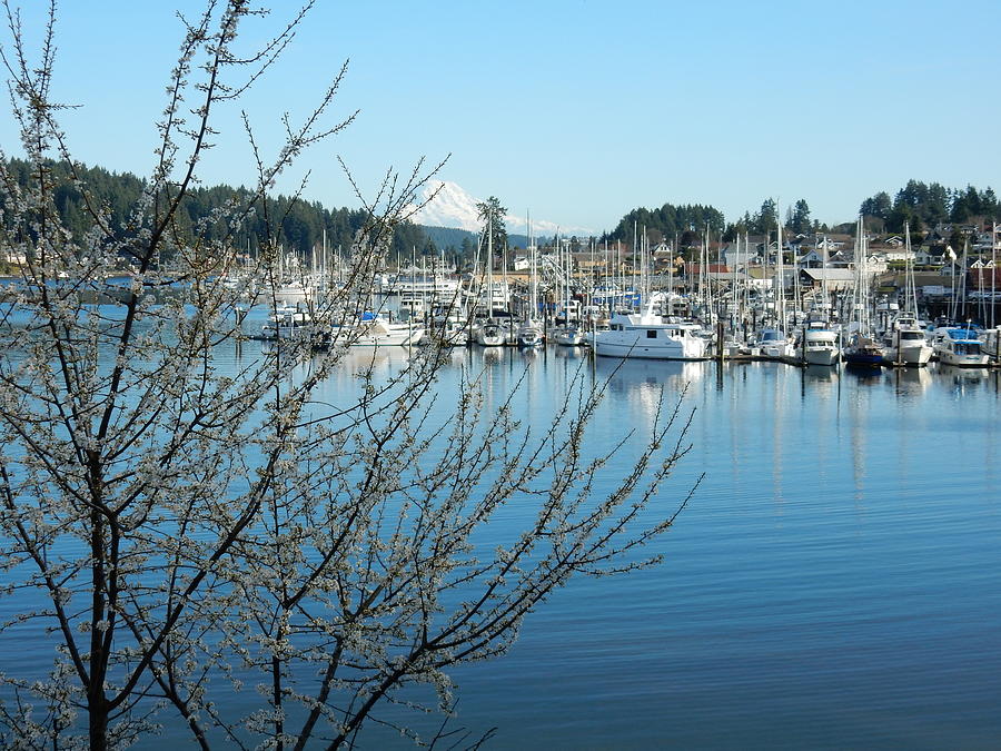 Spring in Gig Harbor Photograph by Bill TALICH