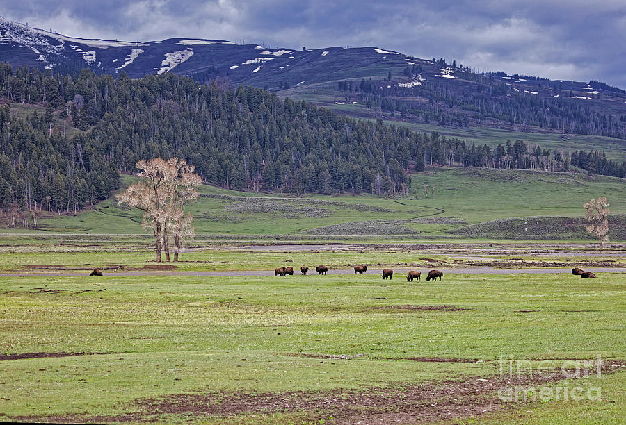 Spring in Lamar Valley in Yellowstone Photograph by Natural Focal Point Photography