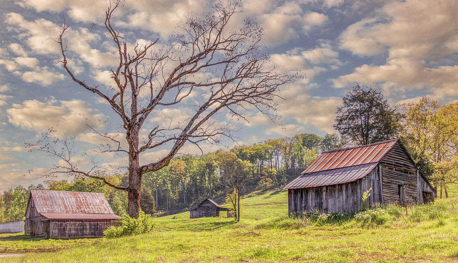 Spring in Loudon County, Tennessee Photograph by Marcy Wielfaert