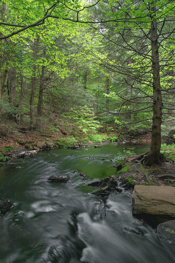 Spring In Loyalsock Forest Pennsylvania Photograph by Dan Sproul