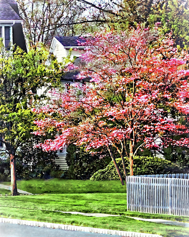 Spring in My Neighborhood Photograph by Susan Savad