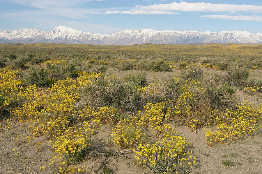 Spring In Owens Valley, Eastern Sierra, California - Wildflowers And Mount Tom Photograph