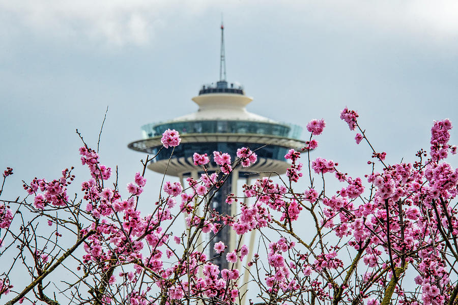 Seattle Photograph - Spring In Seattle by Matt McDonald