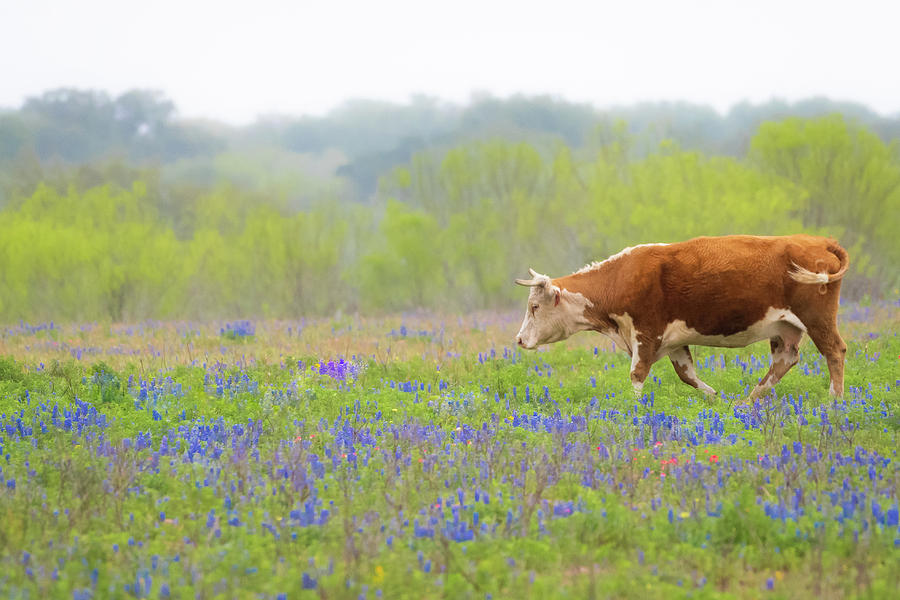 Spring in Texas Hill Country Photograph by Erin K Images