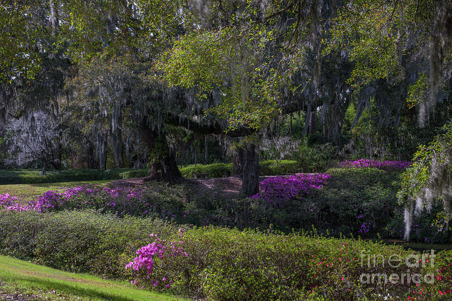 Spring In The Air - Middleton Plantation Grounds Photograph