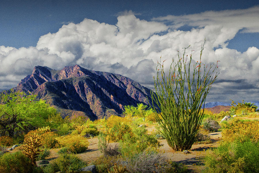 Spring in the Anza-Borrego Desert State Park Photograph by Randall Nyhof