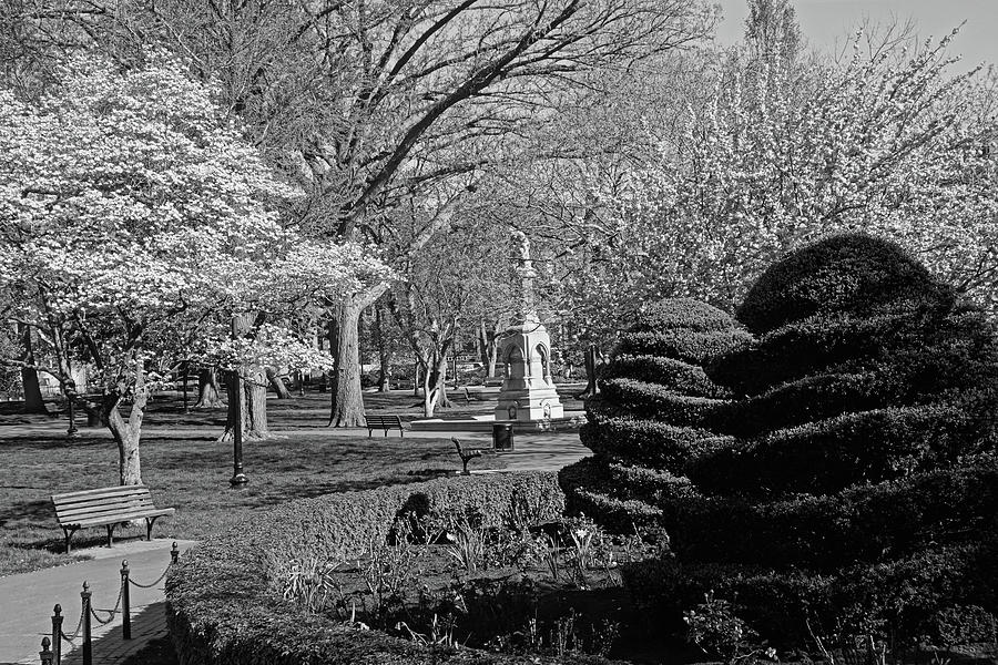 Spring in the Boston Public Garden Carved Shrubs Boston MA Black and White Photograph by Toby McGuire