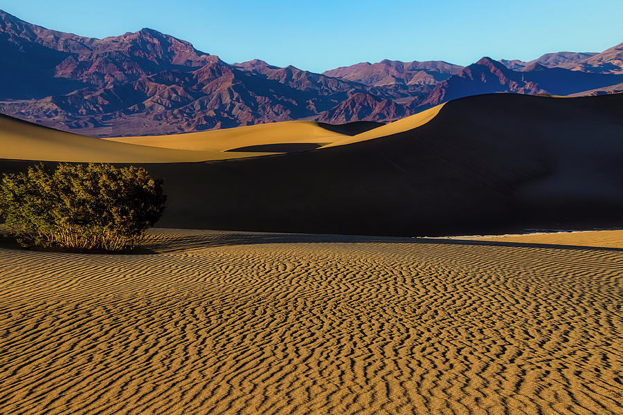 Spring In The Desert Photograph by Garry Gay | Fine Art America