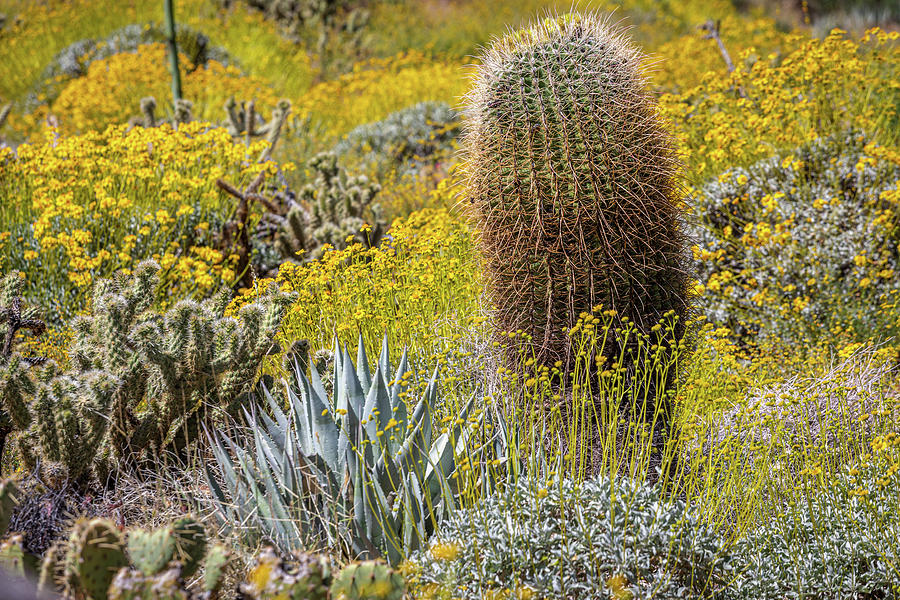 Spring in the Desert Photograph by Peter Tellone