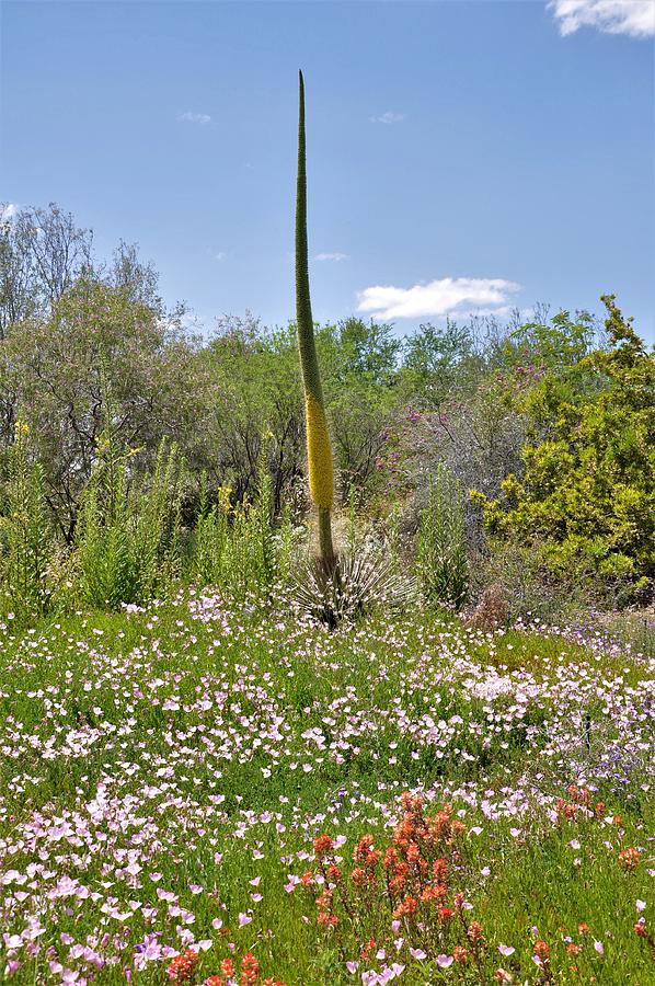 arizona desert springtime