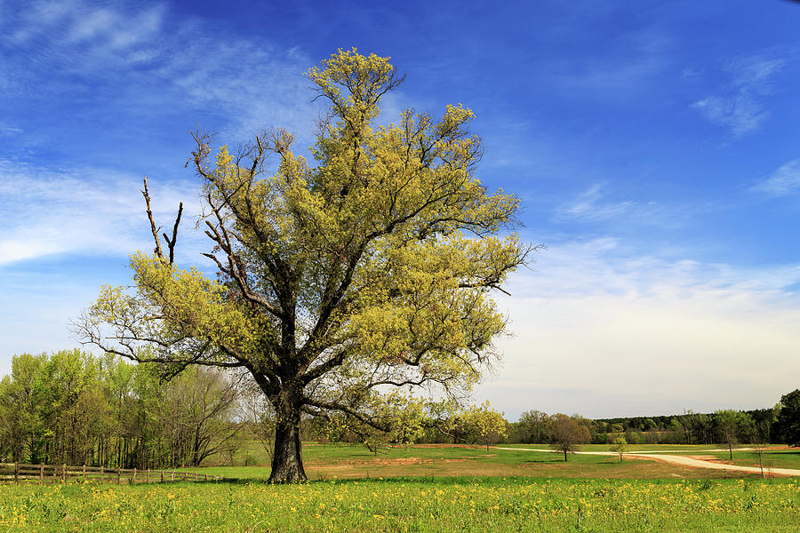 Spring In The East Texas Countryside Photograph by James Eddy