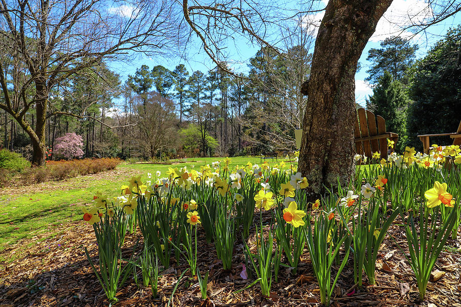 Spring in the Garden at Smith-Gilbert Garden Photograph by Marcus Jones